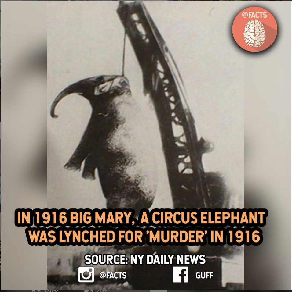 circus elephant killed - In 1916 Big Mary, A Circus Elephant Was Lynched For 'Murder' In 1916 Source Ny Daily News f Guff Atacts Cice