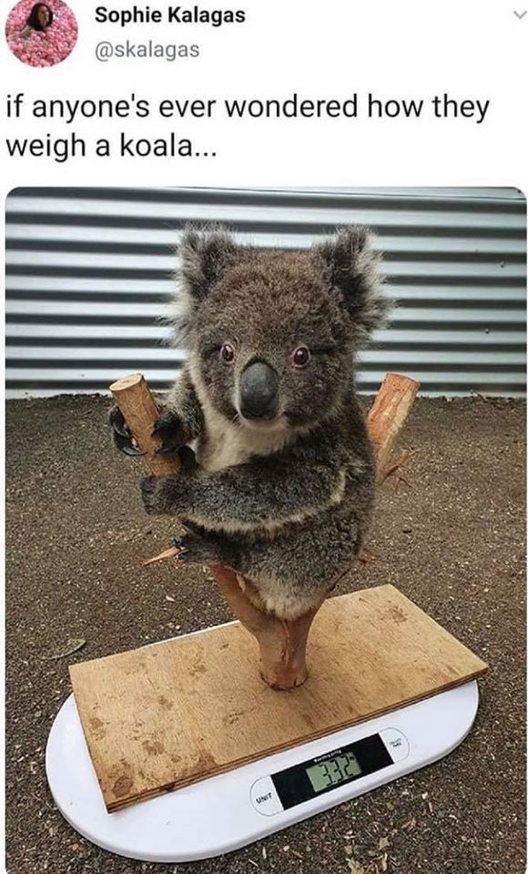 weighing koalas - Sophie Kalagas if anyone's ever wondered how they weigh a koala...