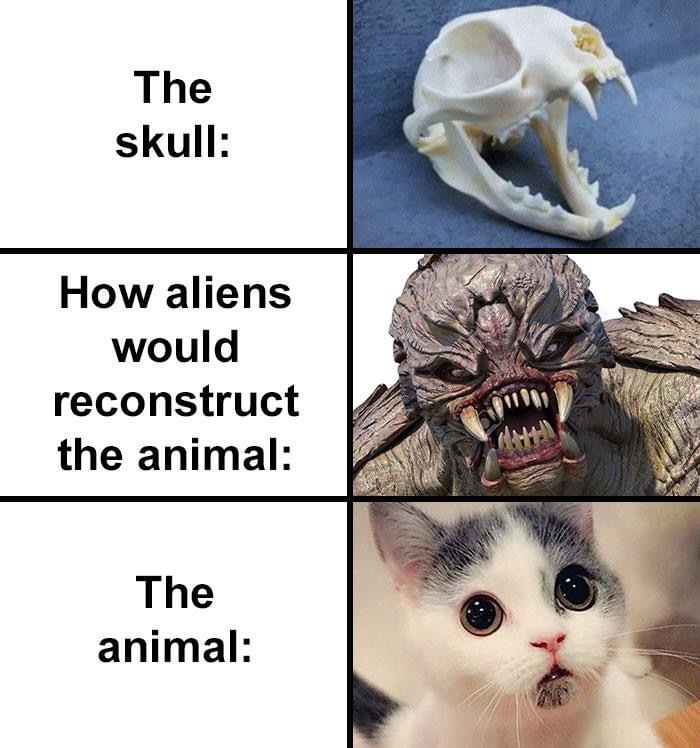 skull how aliens would reconstruct the animal - The skull How aliens would reconstruct the animal The animal
