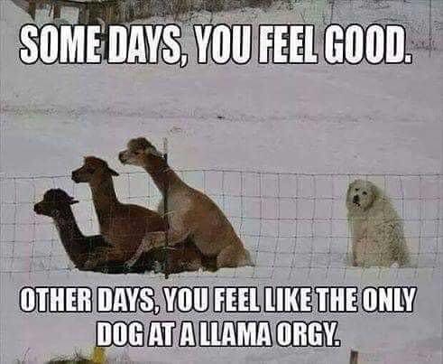 orgie memes - Some Days, You Feel Good. Other Days, You Feel The Only Dog At Allama Orgy