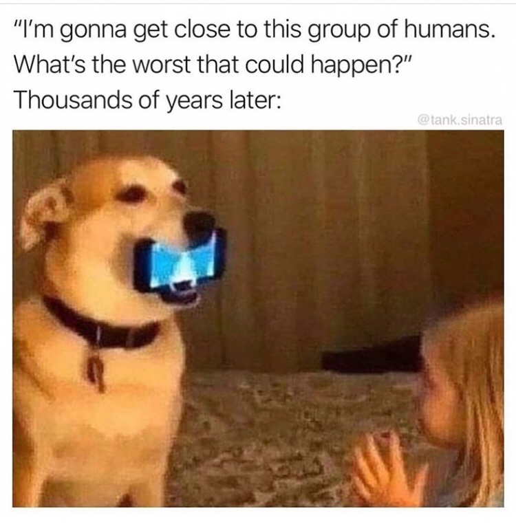 dog cursed - "I'm gonna get close to this group of humans. What's the worst that could happen?" Thousands of years later .sinatra
