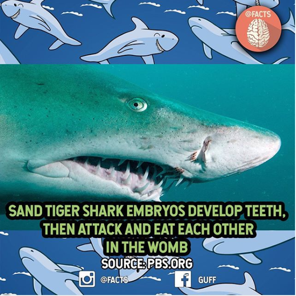 water - Sand Tiger Shark Embryos Develop Teeth, Then Attack And Eat Each Other In The Womb Source Pbs.Org f Guff