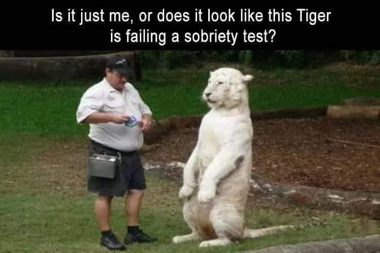 cute big cats - Is it just me, or does it look this Tiger is failing a sobriety test?