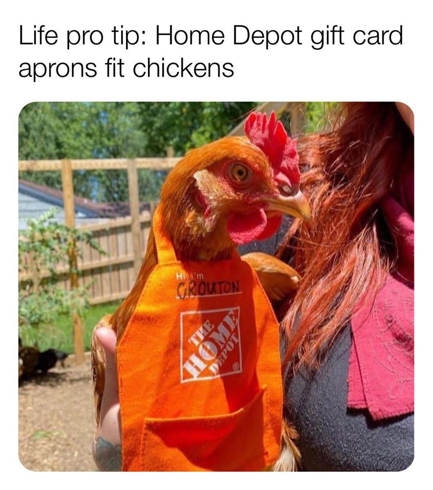 home depot chicken apron - Life pro tip Home Depot gift card aprons fit chickens an Hi'm Crouton The Home Depot