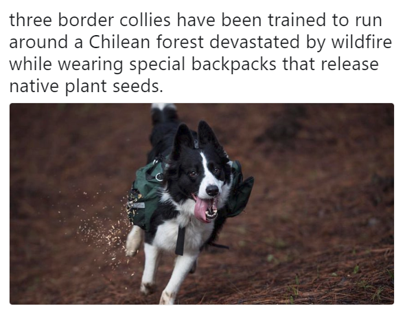 border collie planting seeds - three border collies have been trained to run around a Chilean forest devastated by wildfire while wearing special backpacks that release native plant seeds.