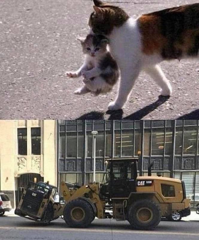 mother cat carrying kitten meme - Cat Cat