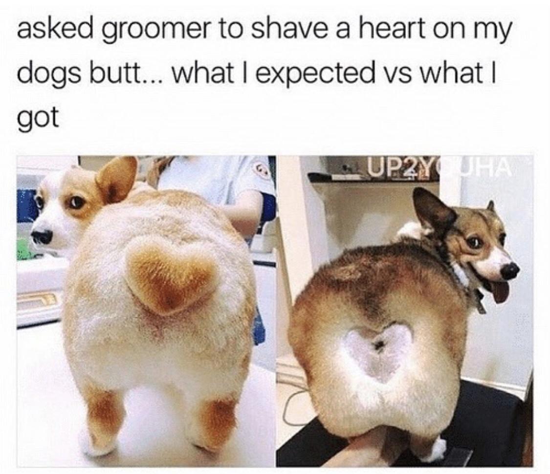 hilarious pets - asked groomer to shave a heart on my dogs butt... What I expected vs what I got UP2X Uha