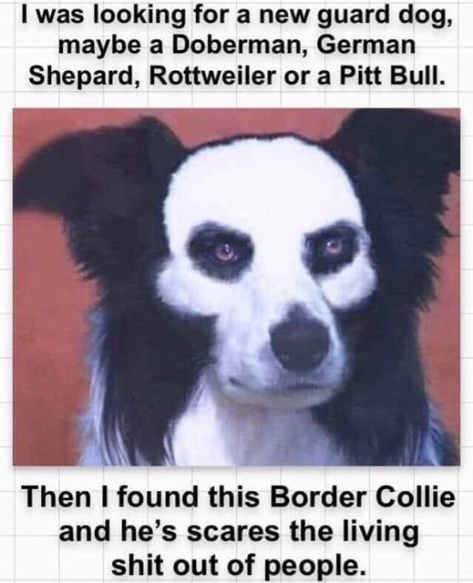 metal music meme - I was looking for a new guard dog, maybe a Doberman, German Shepard, Rottweiler or a Pitt Bull. Then I found this Border Collie and he's scares the living shit out of people.