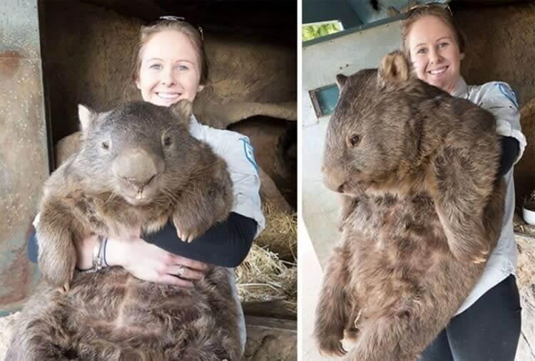 wombat big
