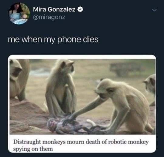 monkeys mourn robot - Mira Gonzalez me when my phone dies Distraught monkeys mourn death of robotic monkey spying on them