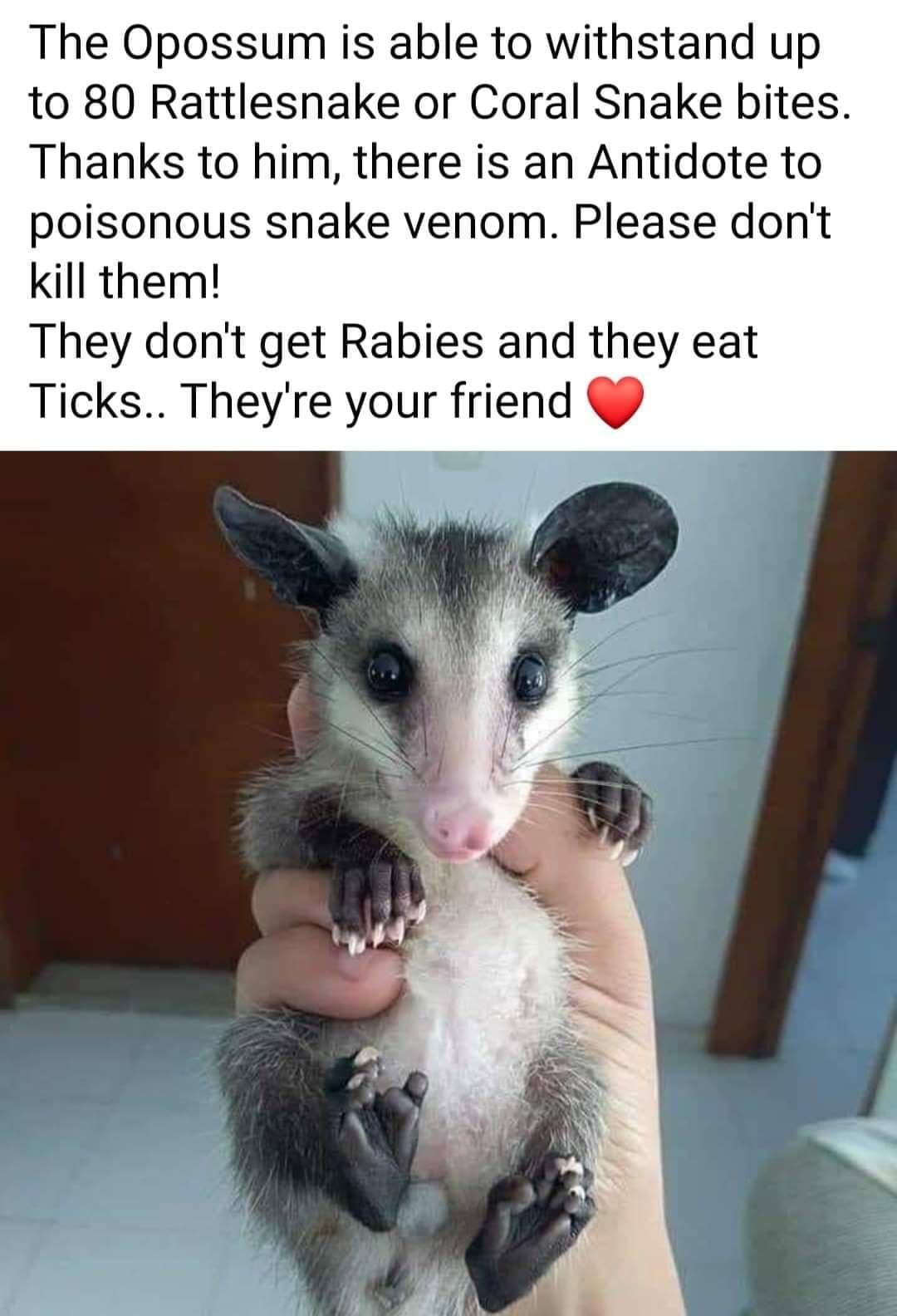 possum bite - The Opossum is able to withstand up to 80 Rattlesnake or Coral Snake bites. Thanks to him, there is an Antidote to poisonous snake venom. Please don't kill them! They don't get Rabies and they eat Ticks.. They're your friend