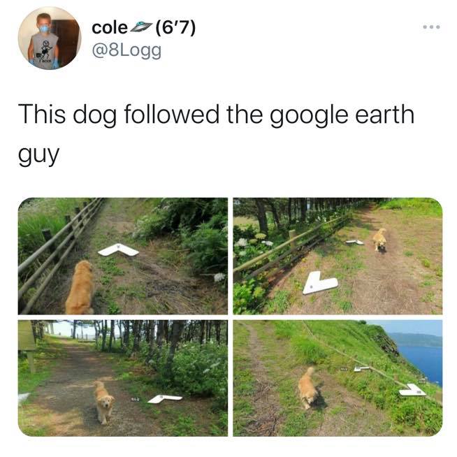 water resources - cole 6'7 This dog ed the google earth guy