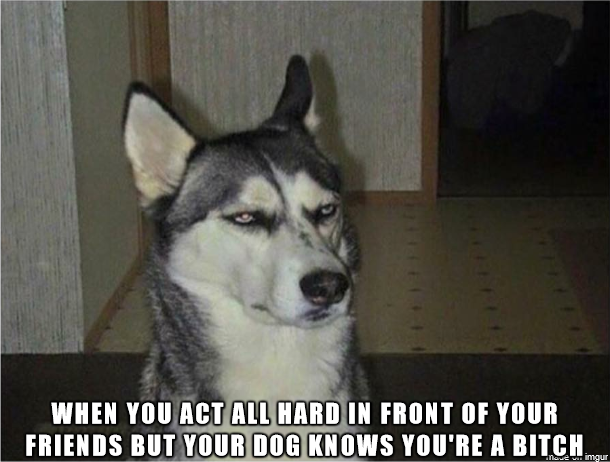 your friend exaggerates a story but you were there - When You Act All Hard In Front Of Your Friends But Your Dog Knows You'Re A Bitch narue wir imgur