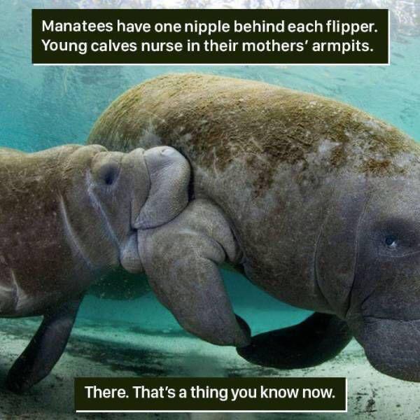 weird animal facts funny - Manatees have one nipple behind each flipper. Young calves nurse in their mothers' armpits. There. That's a thing you know now.