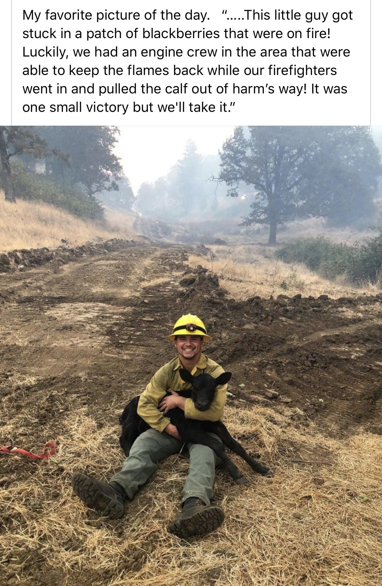 tree - My favorite picture of the day. "...This little guy got stuck in a patch of blackberries that were on fire! Luckily, we had an engine crew in the area that were able to keep the flames back while our firefighters went in and pulled the calf out of 