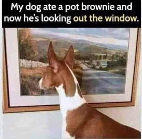 dog thinks painting is window - My dog ate a pot brownie and now he's looking out the window.