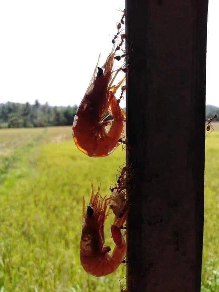 ants carrying prawns