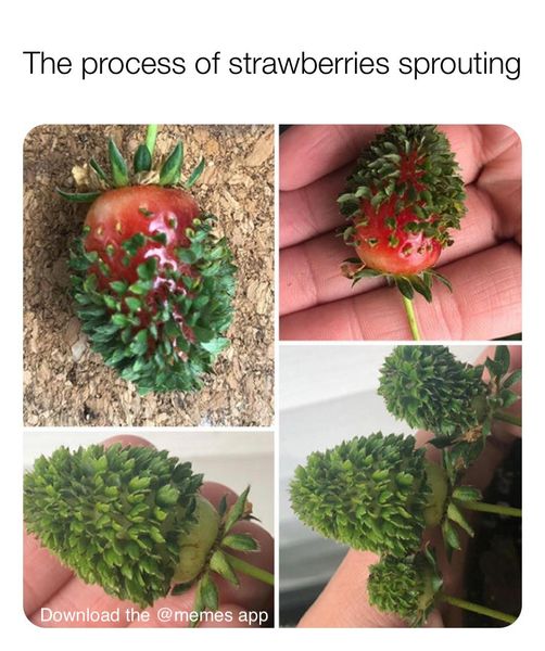 flowerpot - The process of strawberries sprouting Download the app