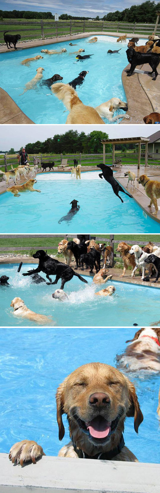 funny pool dog - Ear