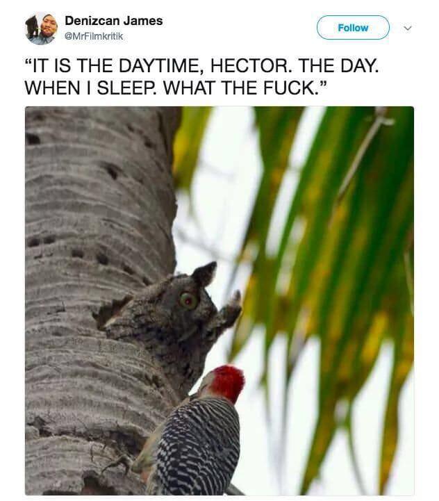 owl woodpecker meme - Denizcan James "It Is The Daytime, Hector. The Day. When I Sleep. What The Fuck."