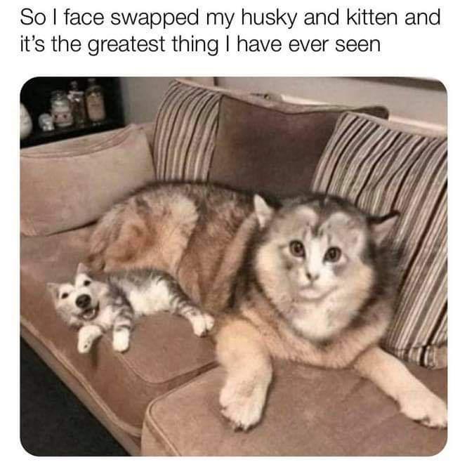 cursed memes - So I face swapped my husky and kitten and it's the greatest thing I have ever seen