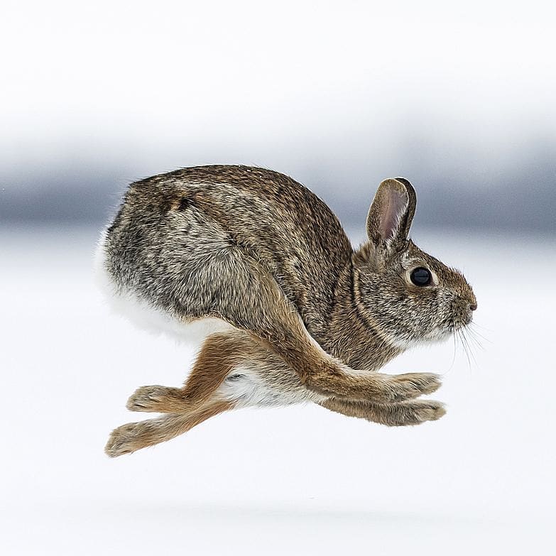 cottontail rabbit speed