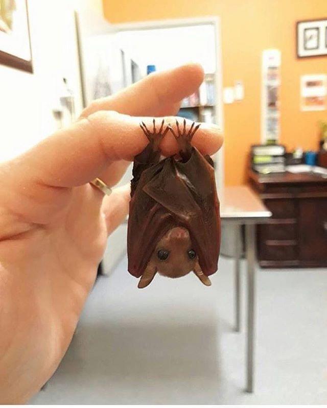 northern blossom bat