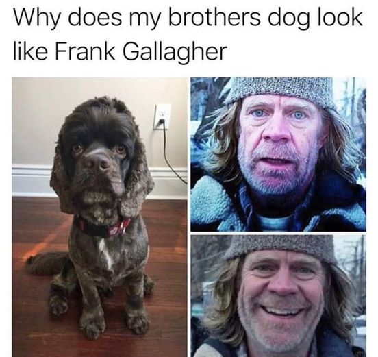 dog looks like frank gallagher - Why does my brothers dog look Frank Gallagher