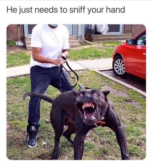 he just needs to sniff your hand meme - He just needs to sniff your hand