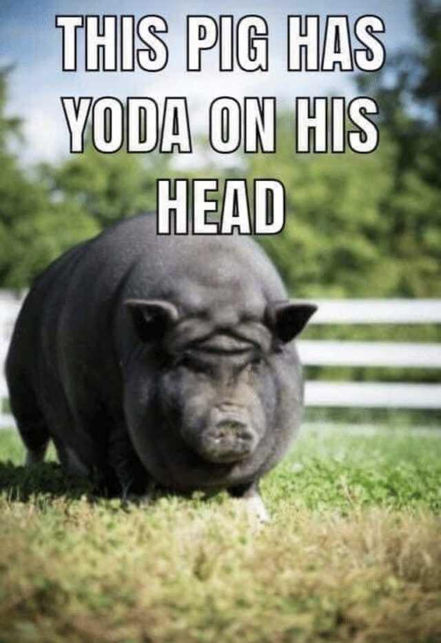 pig yoda - This Pig Has Yoda On His Head