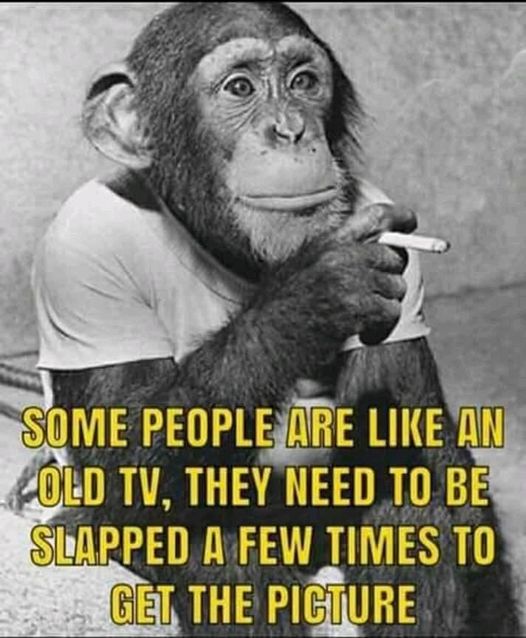 funny monkey memes - Some People Are An Old Tv, They Need To Be Slapped A Few Times To Get The Picture