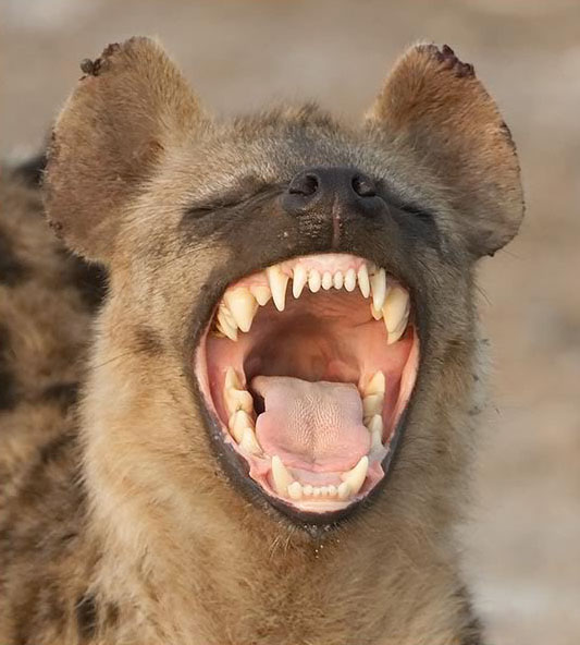 hyena laughing