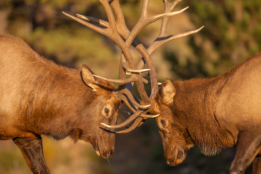 bull elk fighting