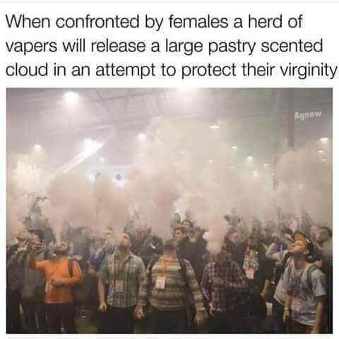 confronted by females a herd of vapers - When confronted by females a herd of vapers will release a large pastry scented cloud in an attempt to protect their virginity Agnew