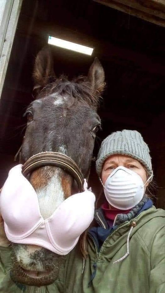 horse wearing bra mask