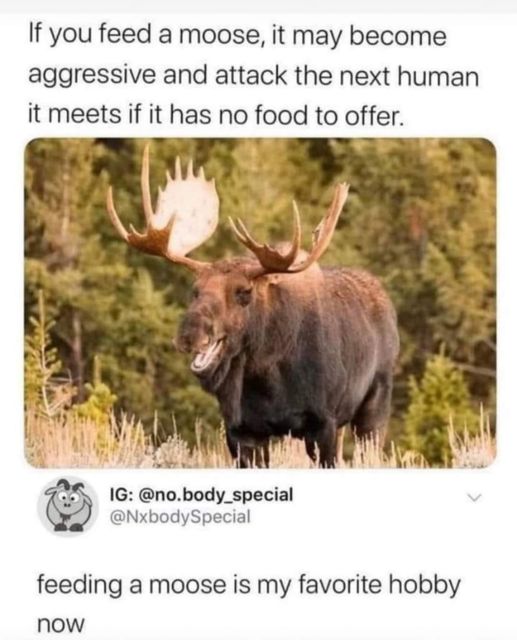 im a moose im a moose i can do the fandango - If you feed a moose, it may become aggressive and attack the next human it meets if it has no food to offer. Ig .body_special feeding a moose is my favorite hobby now