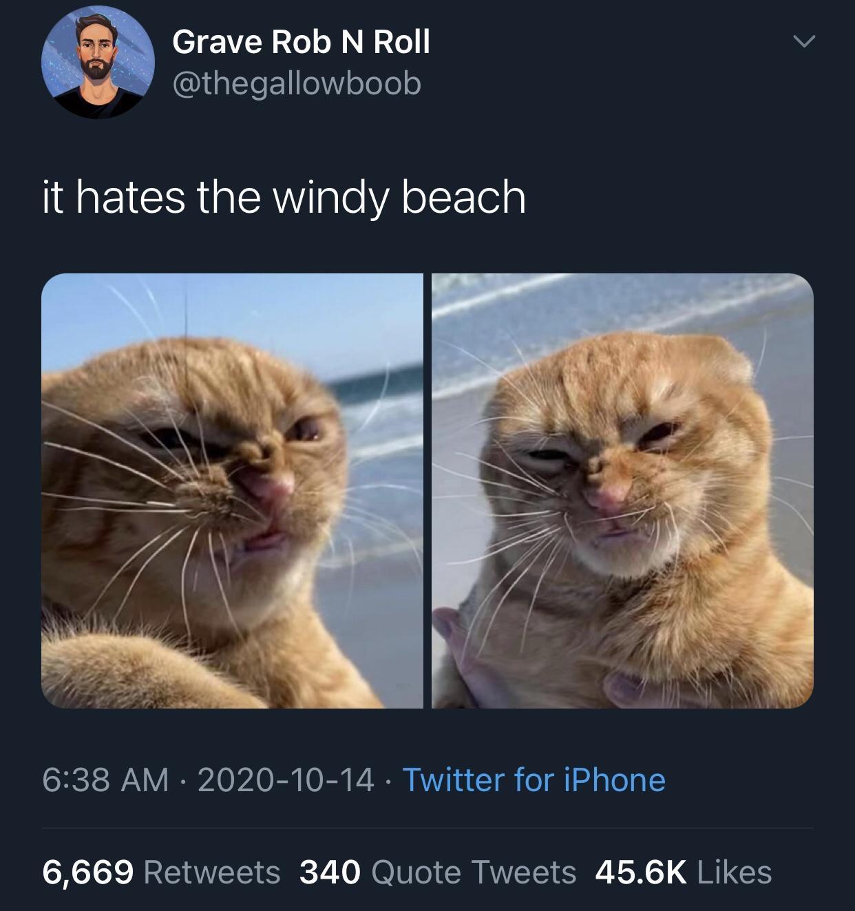 photo caption - Grave Rob N Roll it hates the windy beach . Twitter for iPhone 6,669 340 Quote Tweets