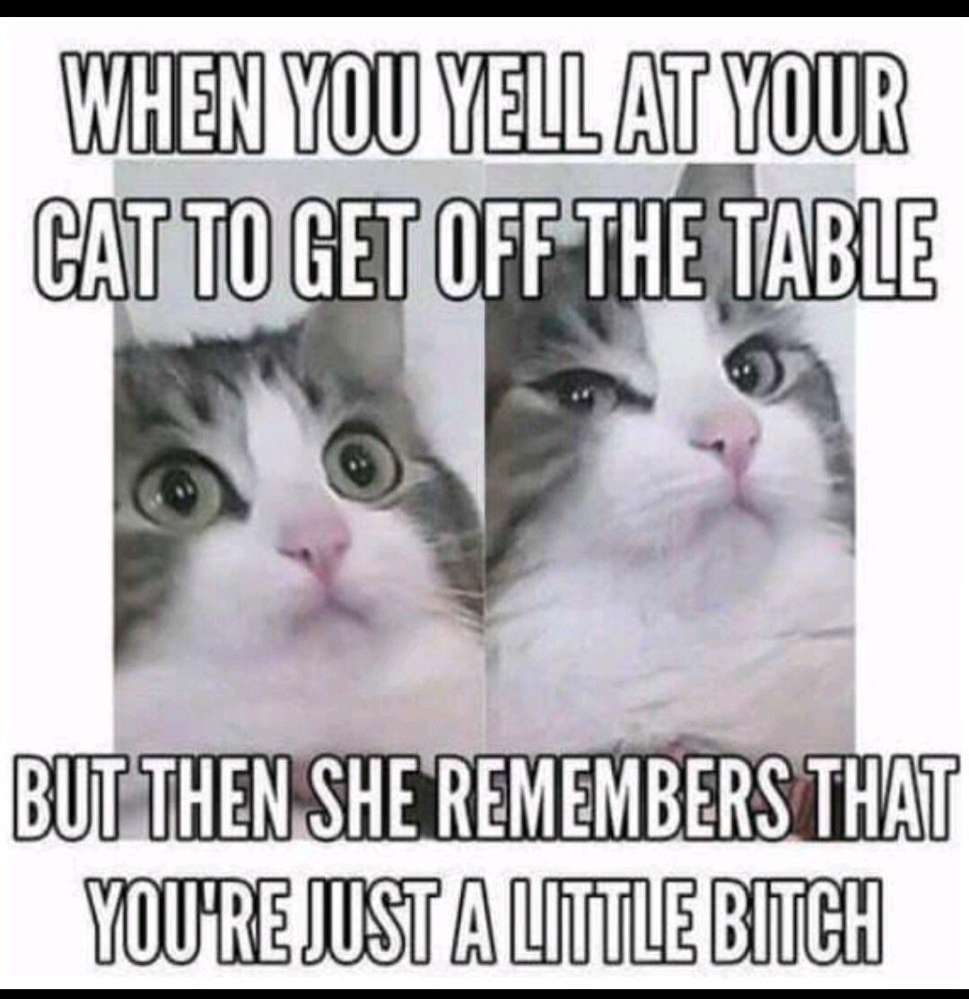 photo caption - When You Yell At Your Cat To Get Off The Table But Then She Remembers That You'Re Just A Little Bitch
