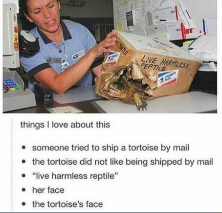 live harmless reptile - Me Tale Live Harmless Peptile things I love about this someone tried to ship a tortoise by mail the tortoise did not being shipped by mail "live harmless reptile" her face the tortoise's face