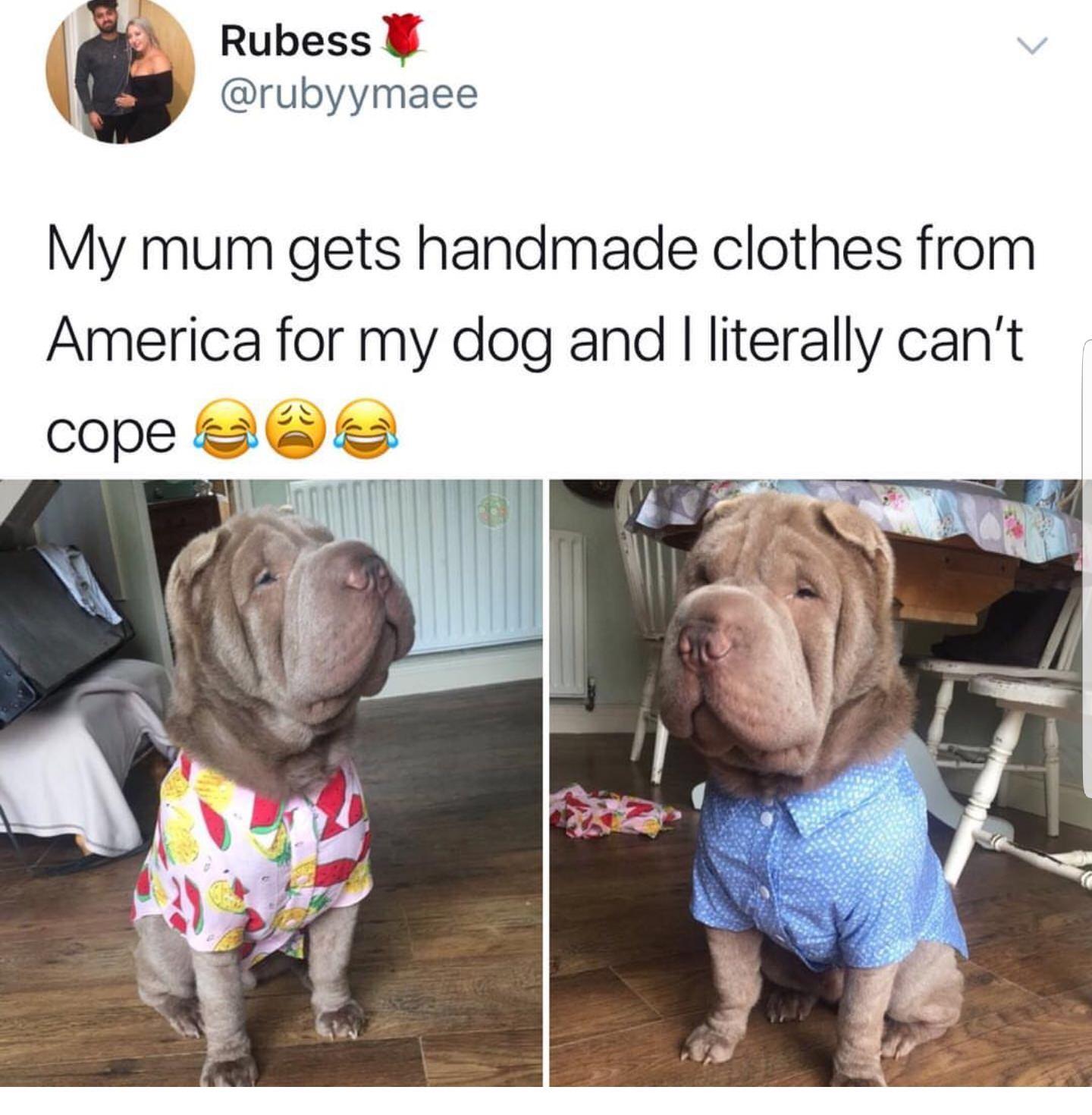 hillarious funny pet memes - Rubess My mum gets handmade clothes from America for my dog and I literally can't cope