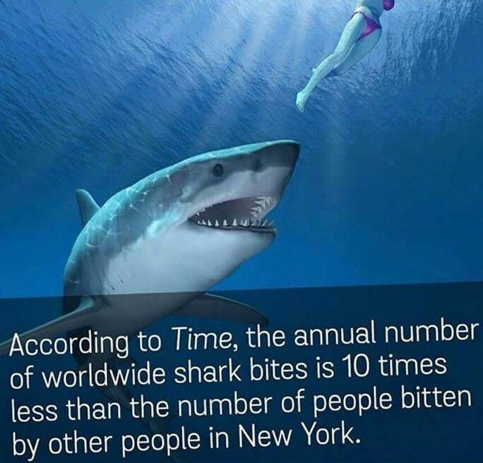 funny shark facts - According to Time, the annual number of worldwide shark bites is 10 times less than the number of people bitten by other people in New York.