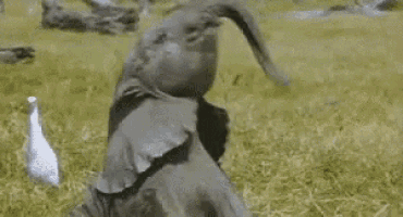 happy elephant gif
