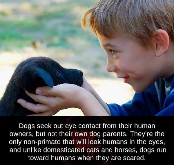 Child - Dogs seek out eye contact from their human ers, but not their own dog parents. They're the only nonprimate that will look humans in the eyes, and un domesticated cats and horses, dogs run toward humans when they are scared.