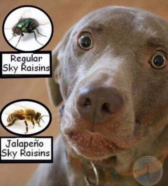 jalapeno sky raisins dog meme - Regular Sky Raisins Jalapeo Sky Raisins