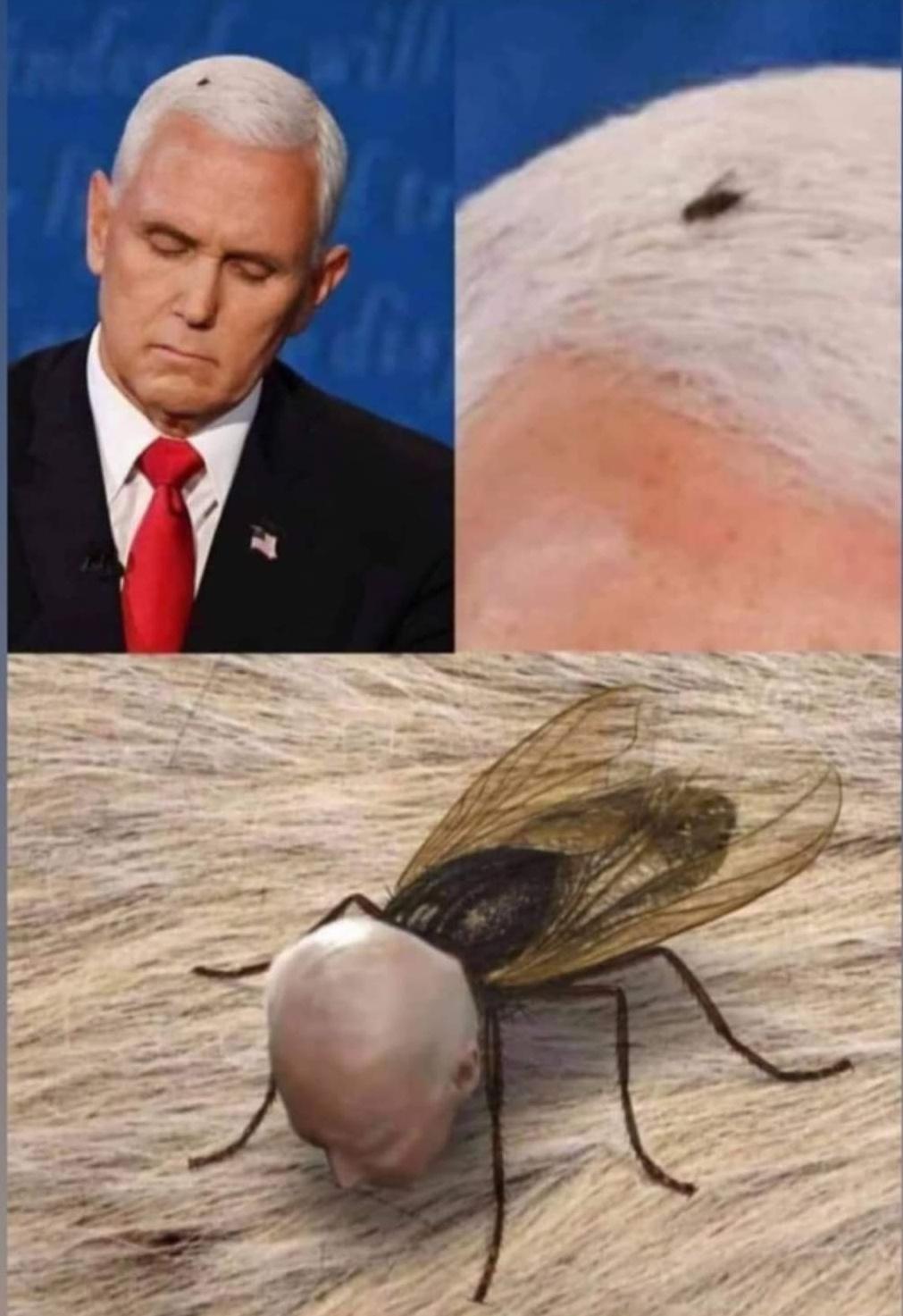 fly on pense head