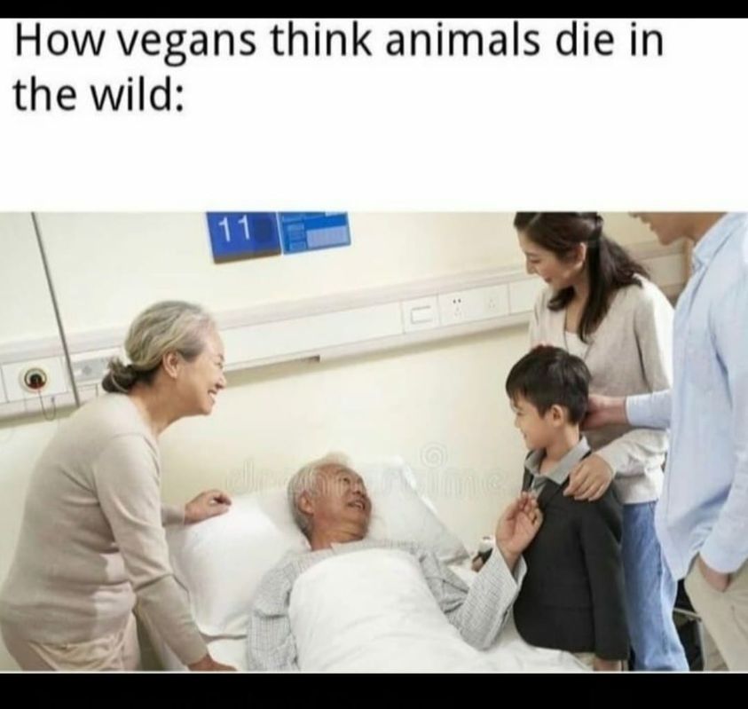 asian family at the hospital - How vegans think animals die in the wild 11