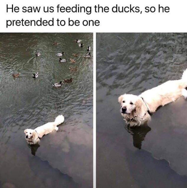 depression memes - He saw us feeding the ducks, so he pretended to be one