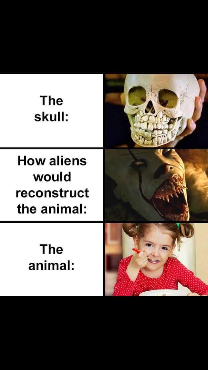 Skull - The skull How aliens would reconstruct the animal The animal