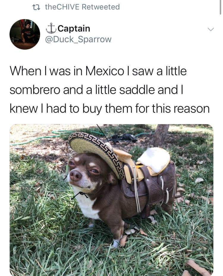 little dog in sombrero and saddle - t1 theCHIVE Retweeted I Captain When I was in Mexico I saw a little sombrero and a little saddle and I knew I had to buy them for this reason