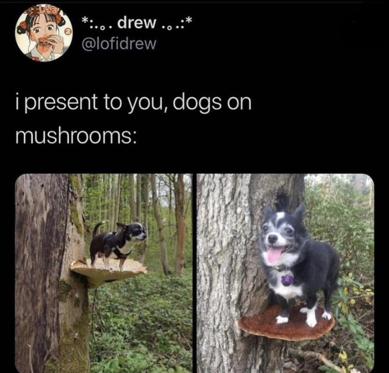 dog on mushrooms - ....drew ... i present to you, dogs on mushrooms
